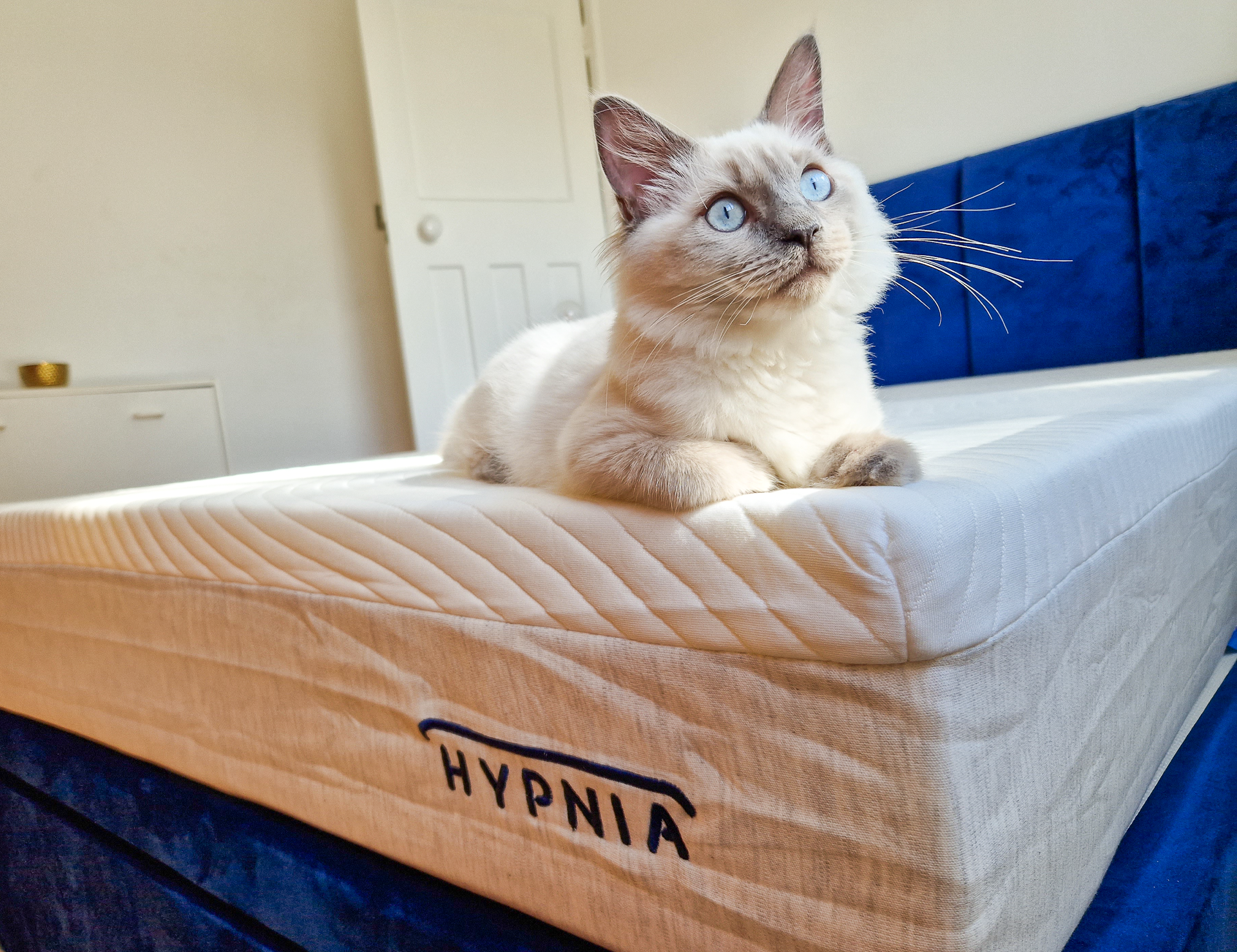 Nimbus Head of Cuteness